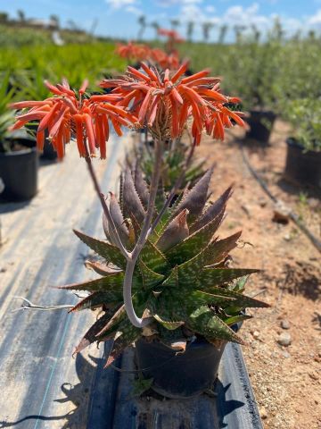 ALOE MACULATA 15L - Ø30 cm