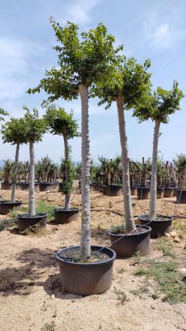 CELTIS AUSTRALIS C285L TR 40/50 HT 400/420 