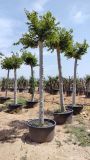 CELTIS AUSTRALIS C285L TR 40/50 HT 400/420 