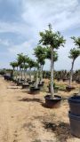 CELTIS AUSTRALIS C285L TR 40/50 HT 400/420 