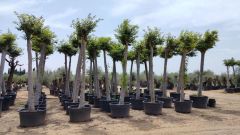 CELTIS AUSTRALIS C285L TR 40/50 HT 400/420 
