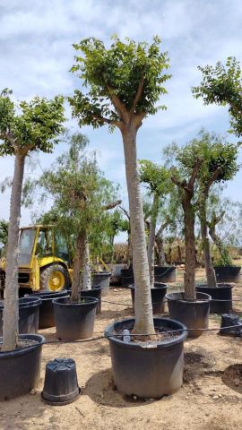 CELTIS AUSTRALIS C450L TR 50/60 HT 420/450 