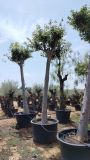 CELTIS AUSTRALIS C450L TR 50/60 HT 420/450 
