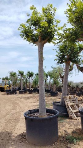 CELTIS AUSTRALIS C600L TR 60/70 HT 450/500 