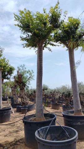 CELTIS AUSTRALIS C750L TR 70/80 HT 500/520 