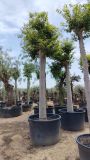 CELTIS AUSTRALIS C750L TR 70/80 HT 500/520 