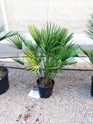 CHAMAEROPS HUMILIS  C15L - 30cm HT 80/100