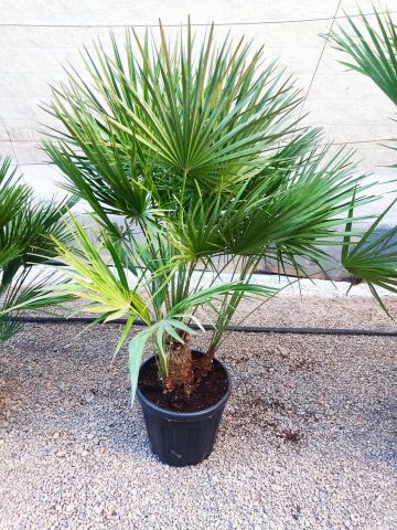 CHAMAEROPS HUMILIS D25L - 37cm 20/+ HT100/120
