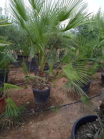 CHAMAEROPS HUMILIS D30L - 40cm 20/30 HT100/120
