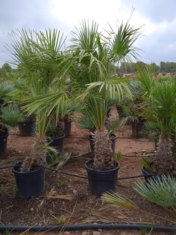 CHAMAEROPS HUMILIS D45L - 47cm 30/50 HT150/200