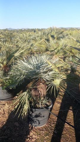 CHAMAEROPS HUMILIS CERIFERA 45L