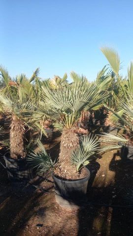 CHAMAEROPS HUMILIS CERIFERA Tronc simple C70L HT16