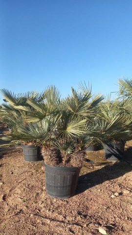CHAMAEROPS HUMILIS CERIFERA MULT.  45L-50cm 20/40