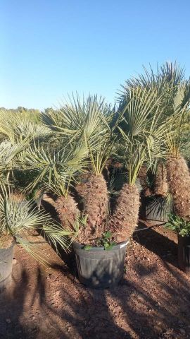 CHAMAEROPS HUMILIS CERIFERA MULT. 70L-55cm TR40/60