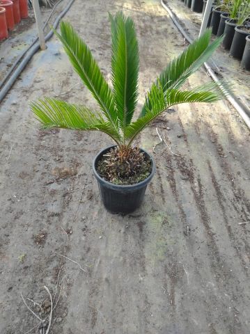CYCAS REVOLUTA 6L-Ø22cm HT40/60