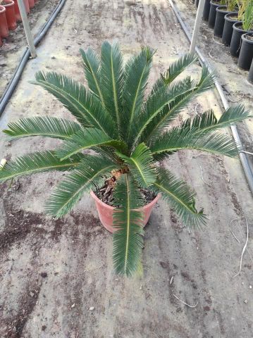 CYCA REVOLUTA 10L-Ø25cm HT60/80