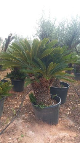 CYCAS REVOLUTA C90L-C110L  TR100/110