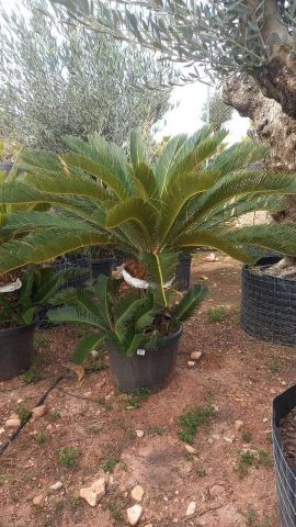 CYCA REVOLUTA C35L TR25