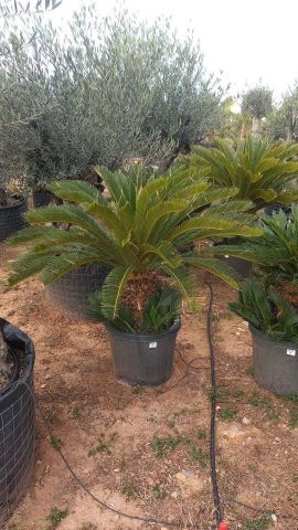CYCA REVOLUTA C35L TR30