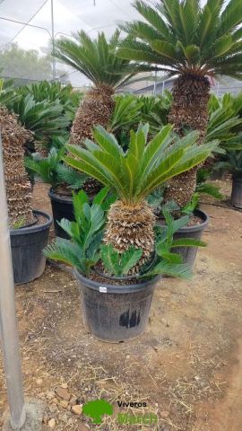CYCA REVOLUTA C45L TR40/50