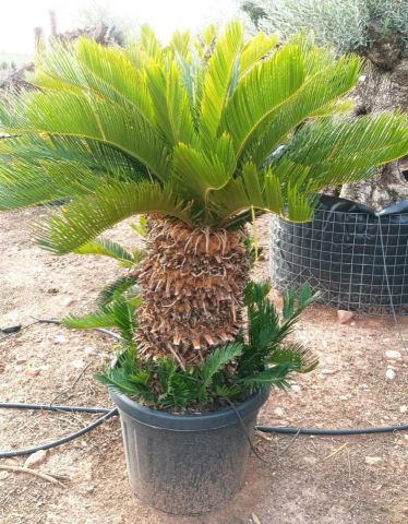 CYCA REVOLUTA C45L TR40/50