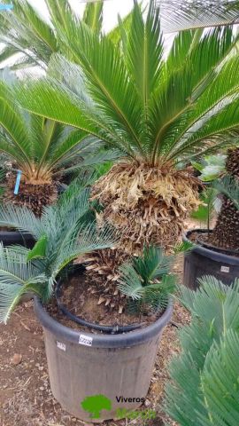 CYCAS REVOLUTA C45L o 70LTR TR50/60 