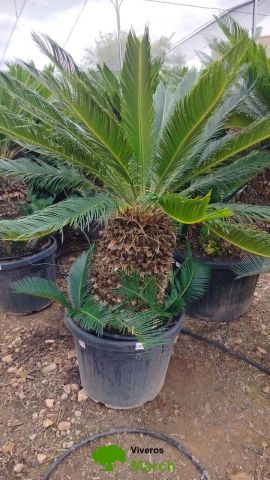CYCAS REVOLUTA C45L o 70LTR TR50/60 