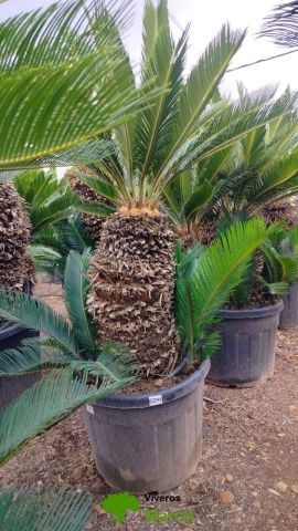 CYCAS REVOLUTA C45L o 70LTR TR50/60 