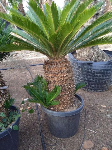 CYCAS REVOLUTA C45L o 70LTR TR50/60 