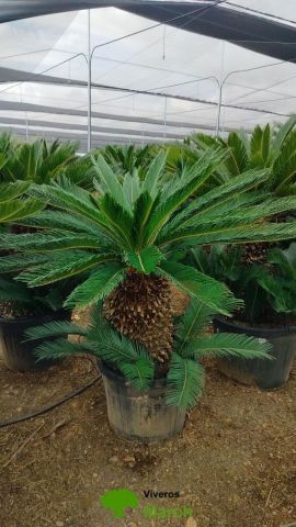 CYCA REVOLUTA C45L-C70L TR60/70