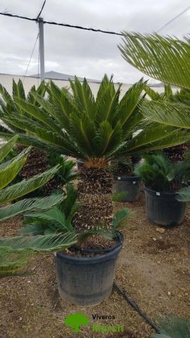 CYCA REVOLUTA C45L-C70L TR60/70
