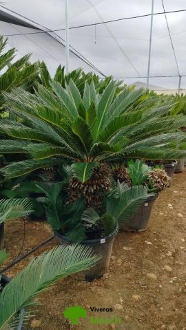 CYCA REVOLUTA C45L-C70L TR60/70