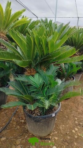 CYCA REVOLUTA C45L-C70L TR60/70
