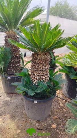CYCA REVOLUTA C45L-C70L TR60/70