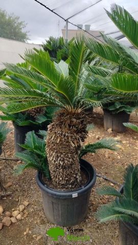 CYCA REVOLUTA C45L-C70L TR60/70