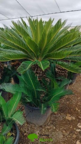 CYCA REVOLUTA C45L-C70L TR60/70