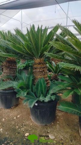 CYCA REVOLUTA C90L TR80/100