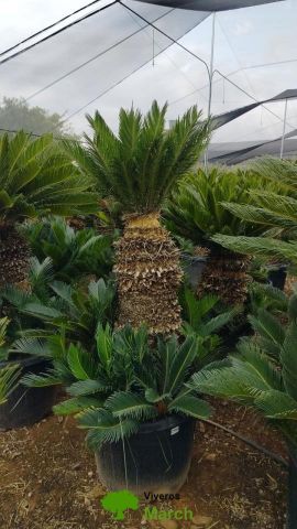 CYCA REVOLUTA C90L TR80/100