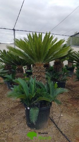 CYCA REVOLUTA C90L TR80/100