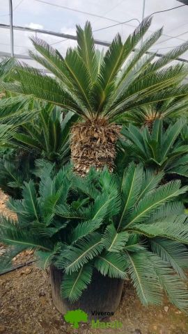 CYCA REVOLUTA C90L TR80/100