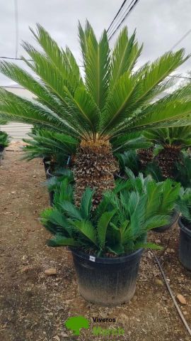 CYCA REVOLUTA C90L TR80/100