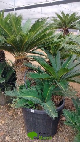 CYCA REVOLUTA C90L TR80/100