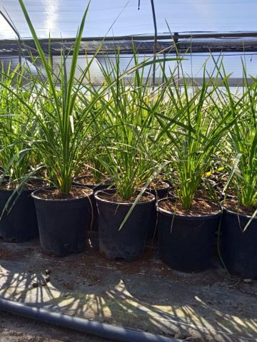 DRACAENA INDIVISA D10L - HT 60/80