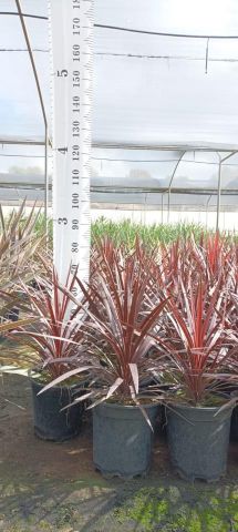 DRACAENA INDIVISA RED STAR D10L HT60/80       