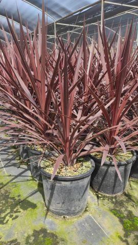 DRACAENA INDIVISA RED STAR D5L HT40/60    