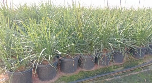 DRACAENA INDIVISA MULTITRONCO D30L-40cm HT120/140 