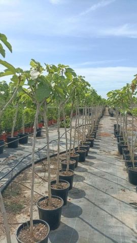 FICUS CARICA NAPOLITAINE D10L - 25cm  TR06/08  HT