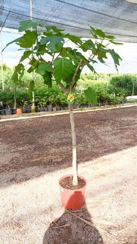 FICUS CARICA GOUTTE MIEL  D15L - 30cm  TR08/10  HT