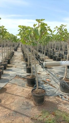 FICUS CARICA NAPOLITAINE  D15L - 30cm  TR08/10  HT