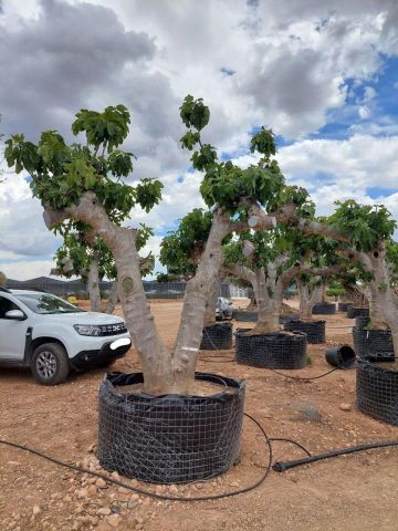 FICUS CARICA NAPOLITAINE  M.G Ø100/120cm HT220/280